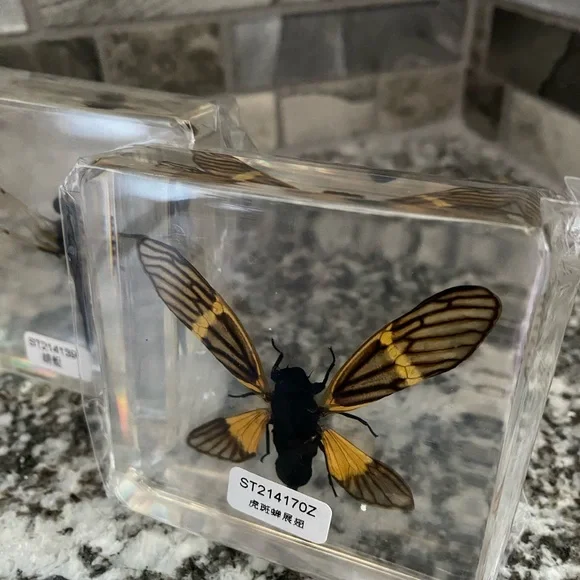 Insect Specimen Collection Set - Picture 5 of 5